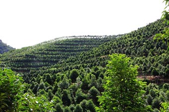 Gaharu Tea Valley Gopeng