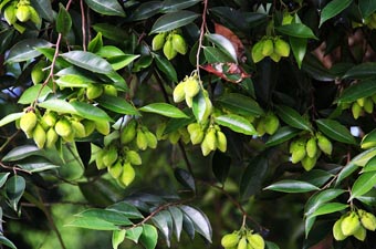 Gaharu Tea Valley Gopeng