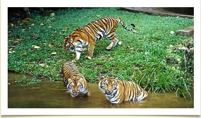 Tiger Feeding Show