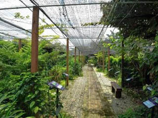 Perak Herbal Garden