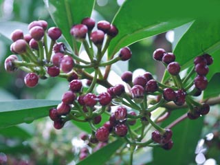 Perak Herbal Garden