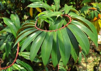 Perak Herbal Garden