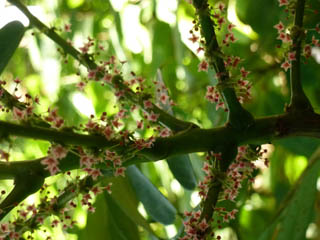 Perak Herbal Garden