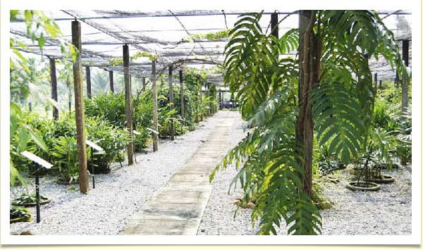 Perak Herbal Garden