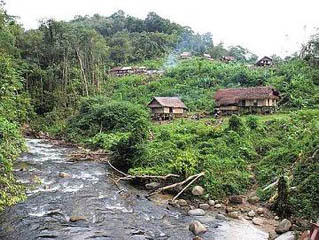 Ulu Geroh - Rafflesia