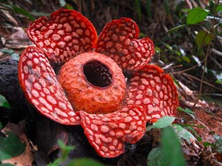 Ulu Geroh - Rafflesia