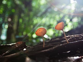 Ulu Geroh - Rafflesia