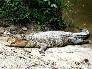 Zoo Taiping & Night Safari