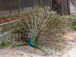 Zoo Taiping & Night Safari